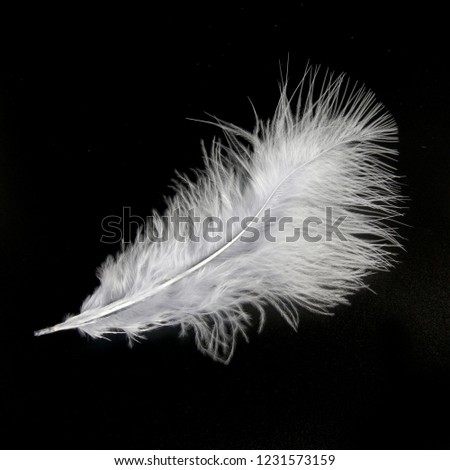 white feather isolated on black background                 