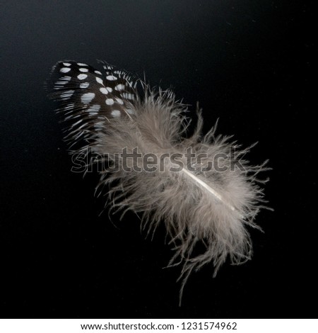  Guinea fowl's feather isolated on black background.                              