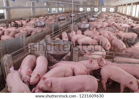 Curious pigs in Pig Breeding farm in swine business in tidy and clean indoor housing farm, with pig mother feeding piglet Royalty-Free Stock Photo #1231609630