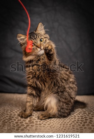 Beautiful fluffy funny cat on the black background