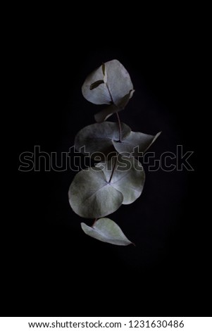Low key abstract photo of eucalyptus leaves isolated on a black background.