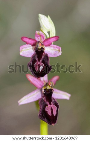 Rare bee orchid, Ophrys catalaunica in northern Spain. Macro image