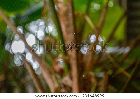 Striped Spider sitting in spider's web with blurry background