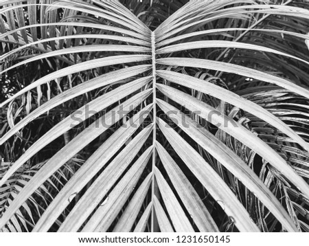 One beautiful symmetrical retro vintage monochrome black and white coconut palm leaf among tropical forest plants in summer, dividing photo into two parts