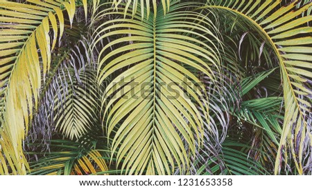 One beautiful symmetrical bright green and yellow retro vintage coconut palm leaf among tropical forest plants in summer, dividing photo into two parts