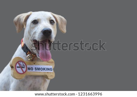 dog no smoking sing in gray isolated background