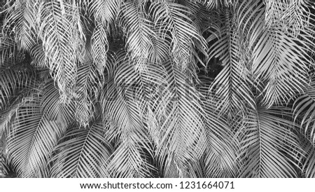 A lot of beautiful monochrome black and white coconut palm leaves among tropical forest plants in summer near beach in Florida