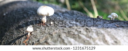 Woodland Mushrooms on dead trees