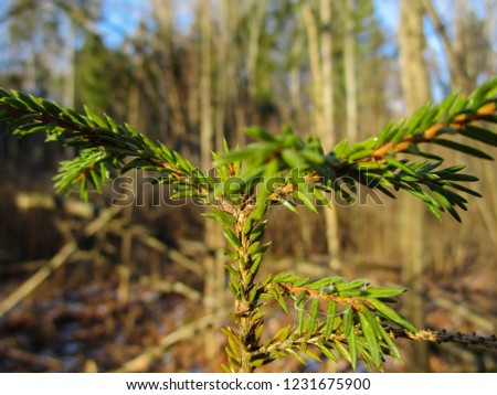 Winter Christmas European green young tree. New Year's tree in the wondrous magical forest