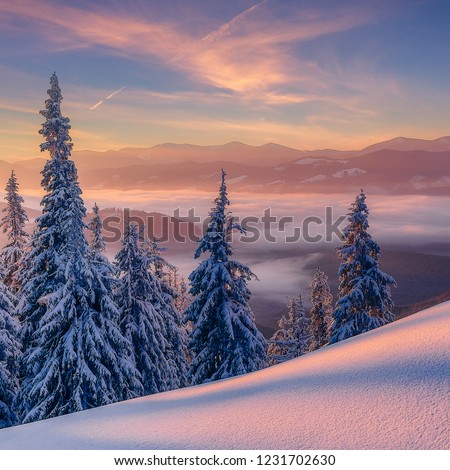 Stunning Winter Landscape with pine trees and colorful sky under sunlight, during sunset. Beautiful nature scene. Wonderful Christmas Background. Holiday concept. Wintry scenery with natural lightent