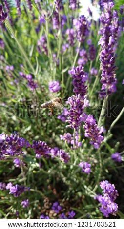 bee in blooming lavender