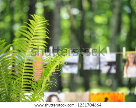 Exhibition of photos and paintings in the park. Street exhibition, photo drying. The pictures hang on ropes. Fern in the foreground