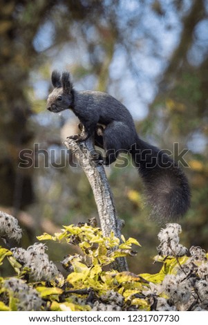 The Red Squirrel or Eurasian Red Squirrel or Sciurus vulgaris is sitting on the peak of the branch. Nice colorful background wit some trees and some plants in the foreground. Czech Republic