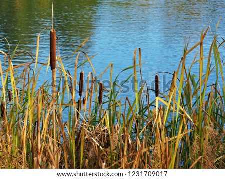 Bulrushes (Typha) at the edge of a pond Royalty-Free Stock Photo #1231709017
