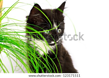 Kitten and the grass, isolated on white