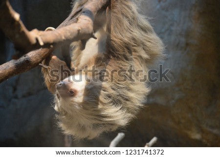 Close up of a sloth