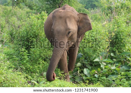 elephant in the nature 