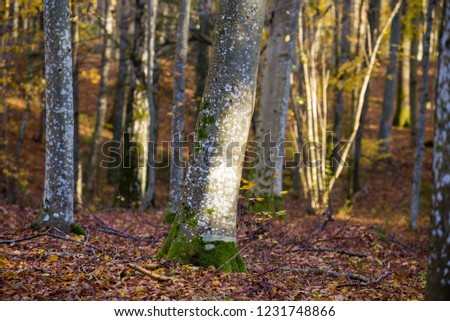 An autumn forest landscape. Close-up view of beech trees, green and golden leaves, Germany