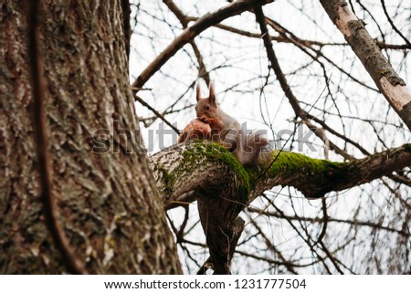 squirrel on the branch eating bread