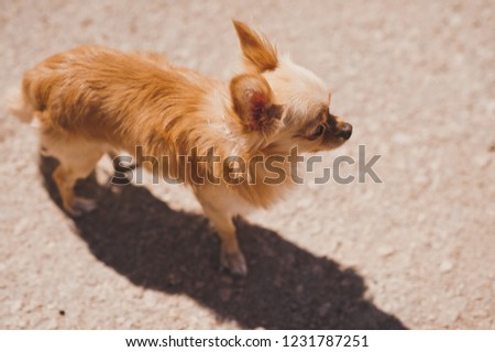 Chihuahua Dog Standing On A White Background With Many