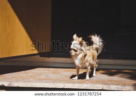 Chihuahua Dog Standing On A White Background With Many