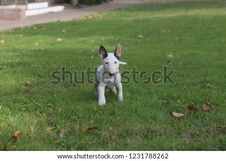 Mini bull terrier posing on the grass
