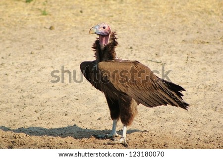 Wild Birds from Africa - Lappet Faced Vulture at a watering hole in Namibia.