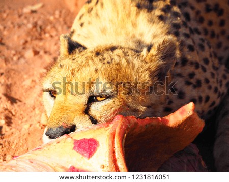 The wild cheetah eating the giraffe's meat, spotted during self-drive safari in Namibia, Africa.