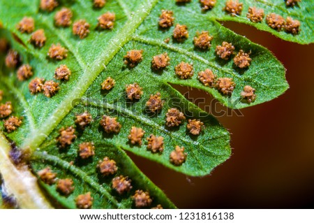 Macro of sword fern spores. Spores on the backside of the fronds Royalty-Free Stock Photo #1231816138