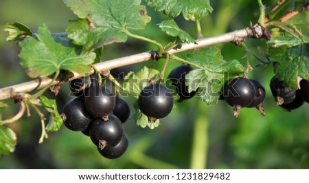 On the branch are ripe black berries of Yoshta