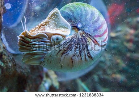 Nautilus squid a rare and beautiful living shell fossil underwater sea animal Royalty-Free Stock Photo #1231888834
