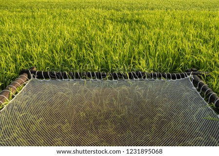 Close Up Paddy rice field .