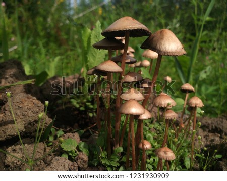 a family of toadstools in the woods