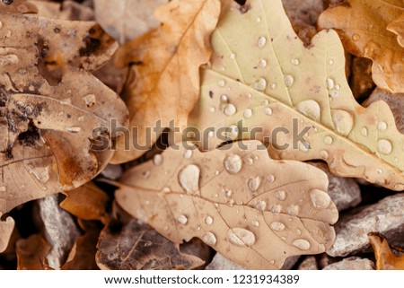 Autumn oak leaves with rain drops close up background.