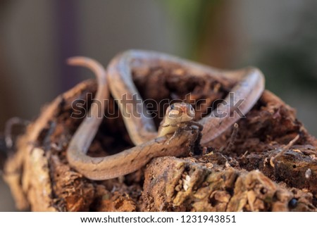 Mini snake on the brown wooden ,eye of snake