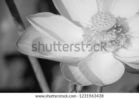 Black and white lotus pictures. Black and white lilies