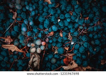 Grapes and leaves