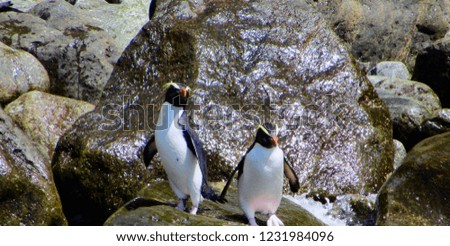 Penguins at Milford Sound, New Zealand