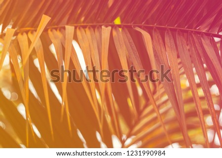 Close-up photography, orange background, green plant with small leaves grow in forest. 
