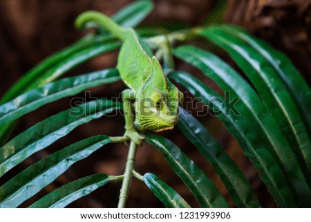 chameleon sitting on a branch