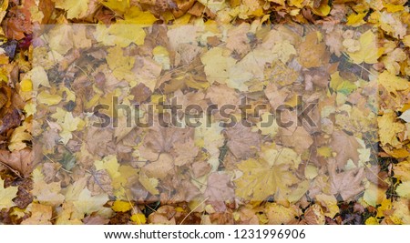 Background of Autumn maple leaves at autumn time.