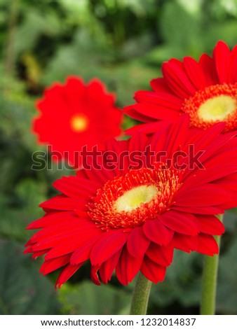 Colorful Red Gerbera daisy in the garden with natural light in the morning. Travel in Dalat City, Vietnam in 7th December, 2012.