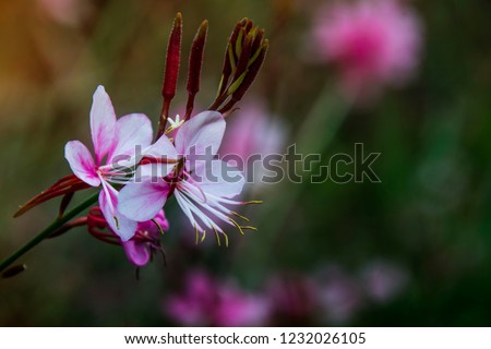
A small pink flower holds a beautiful sun-kissed bouquet.