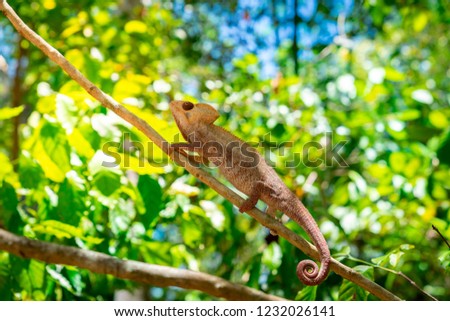 wild panther chameleon (furcifer pardalis), a species of chameleon endemic of Madagascar  and found often in tropical forest