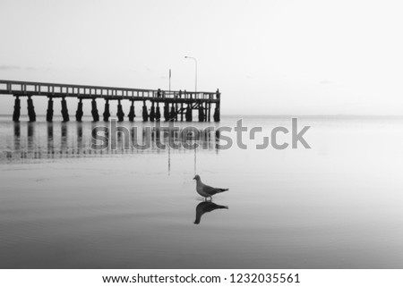 Black and white picture of a seagull in standing in the ocean with a jetty in the background