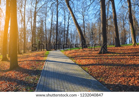 Late autumn scene.Sunny autumn landscape with road in the empty park.Golden sunlight in the morning time.Calm weather.Red and orange foliage on the ground.Moscow region,Russia