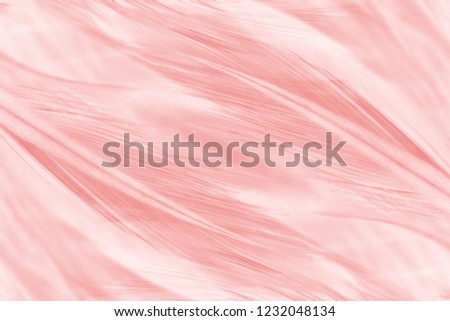 Beautiful Coral Pink vintage color trends feather pattern texture background