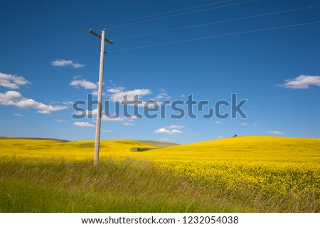 windmill and rapeseed field