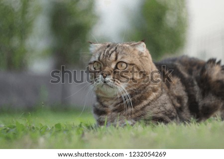 Cute cat outdoors