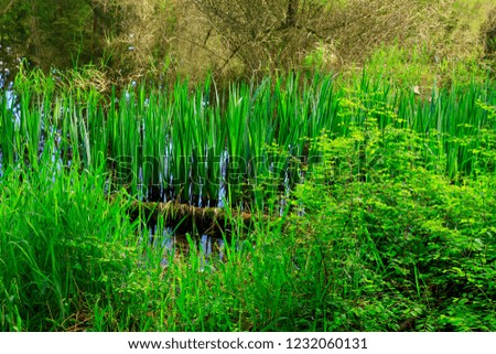 a picture of an exterior Pacific Northwest wetlands with water reeds